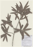 藏品(桃實百日青)的圖片